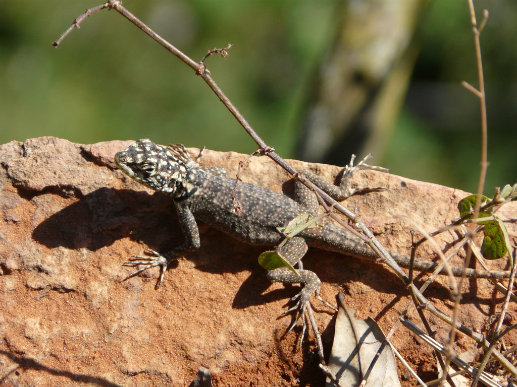 Tropidurus itambere