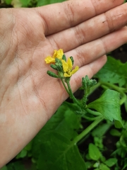 Raphanus raphanistrum