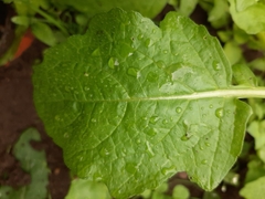 Raphanus raphanistrum