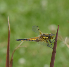 Libellula quadrimaculata