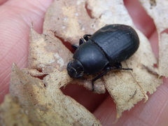 Coelometopus clypeatus