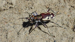 Cicindela lengi versuta