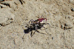 Cicindela lengi versuta