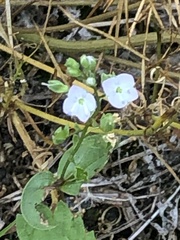 Veronica catenata