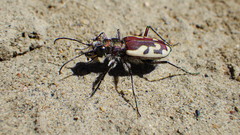 Cicindela lengi versuta
