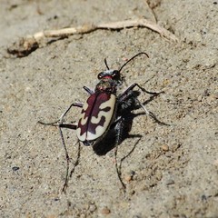 Cicindela lengi versuta
