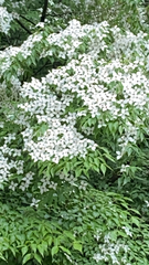 Cornus kousa