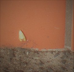 Gymnobathra flavidella