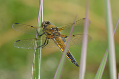 Libellula quadrimaculata