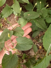 Convolvulus arvensis