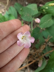 Convolvulus arvensis