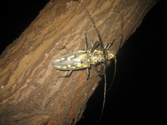 Batocera lineolata