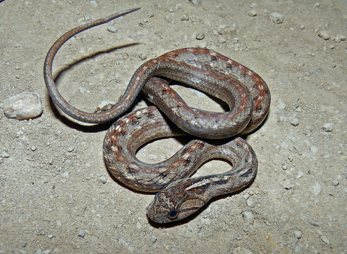 Chaco Sepia Snake