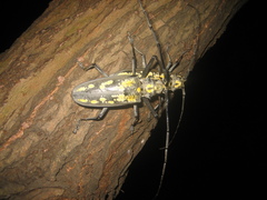 Batocera lineolata