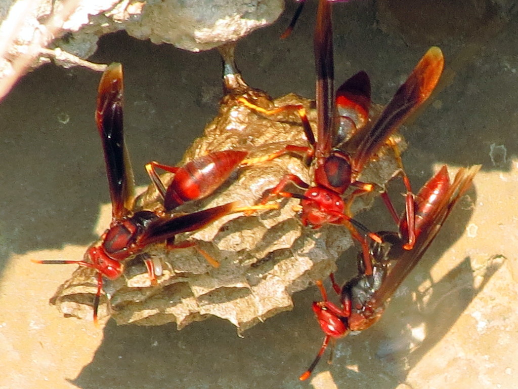Polistes lanio