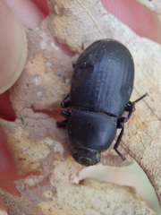 Coelometopus clypeatus