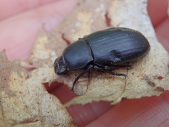 Coelometopus clypeatus