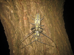 Batocera lineolata