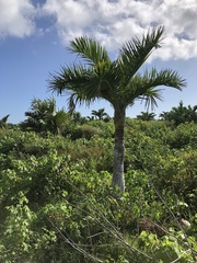 Pseudophoenix sargentii