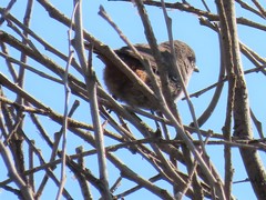 Curruca subcoerulea subcoerulea