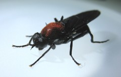 Clitellaria ephippium