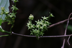 Vangueria bowkeri