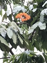 Saraca thaipingensis