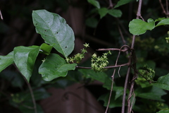 Vangueria bowkeri
