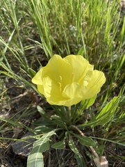 Oenothera howardii