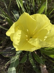 Oenothera howardii