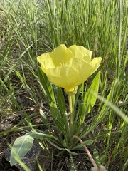 Oenothera howardii