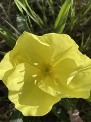 Oenothera howardii