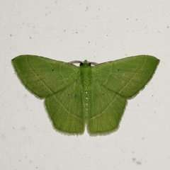 Dichorda illustraria