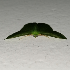 Dichorda illustraria