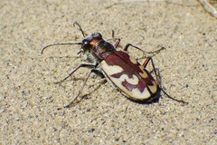Cicindela lengi versuta