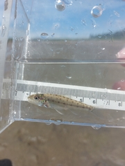 Percopsis omiscomaycus