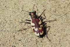 Cicindela lengi versuta