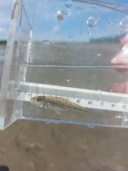 Percopsis omiscomaycus