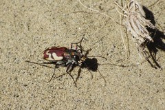 Cicindela lengi versuta