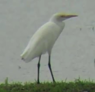 Ardea coromanda