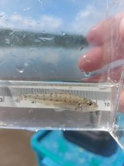 Percopsis omiscomaycus