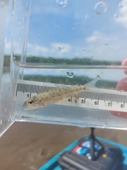 Percopsis omiscomaycus