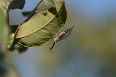 Dichrostigma flavipes