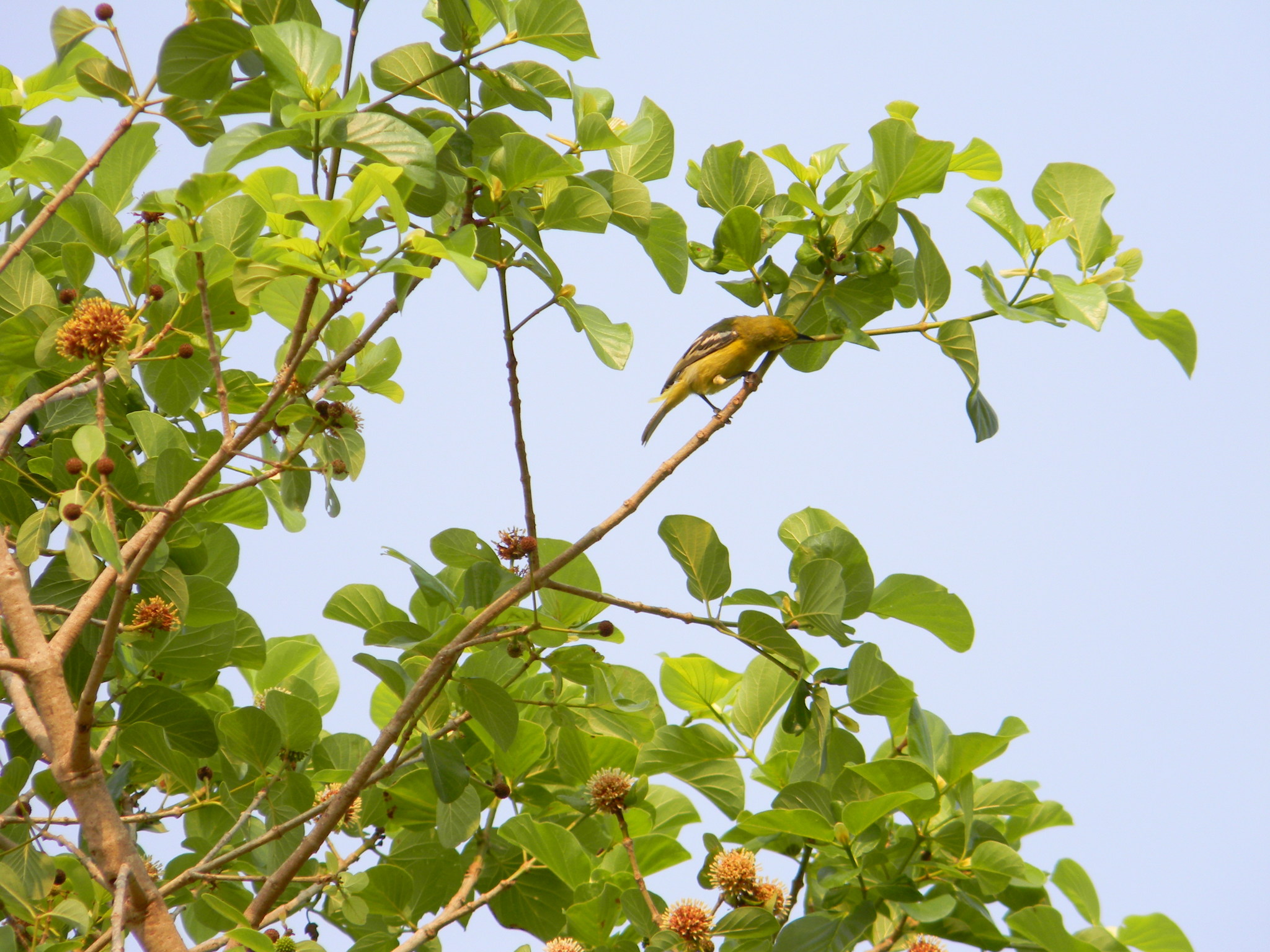 Common Iora