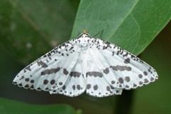 Abraxaphantes perampla