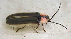 Photinus cooki