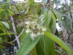Miconia ibaguensis