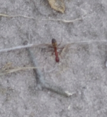 Image of Camponotus socius