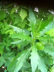 Cirsium arvense