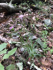 Liatris compacta
